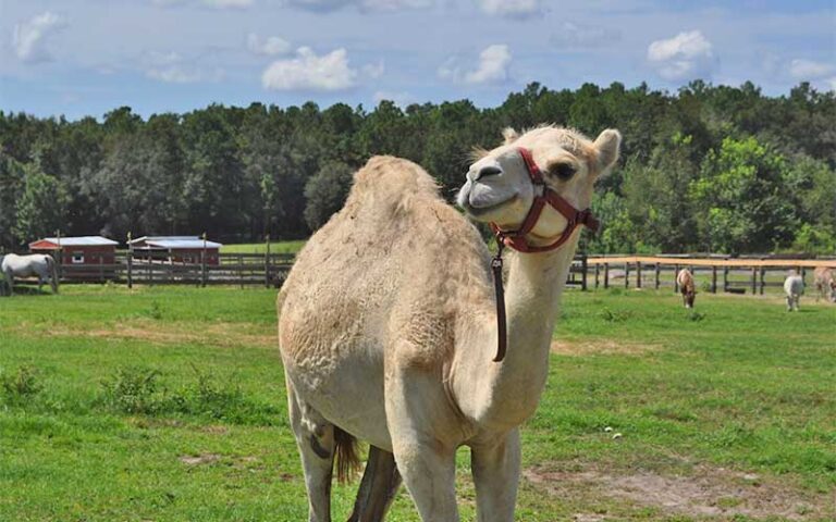 light brown camel with red bridle in field with fences at petting zoo ocala