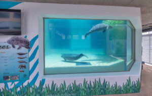 marine tank built in wall with grass design in research area at clearwater marine aquarium