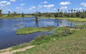 marsh with cypresses and lake at orlando wetlands christmas