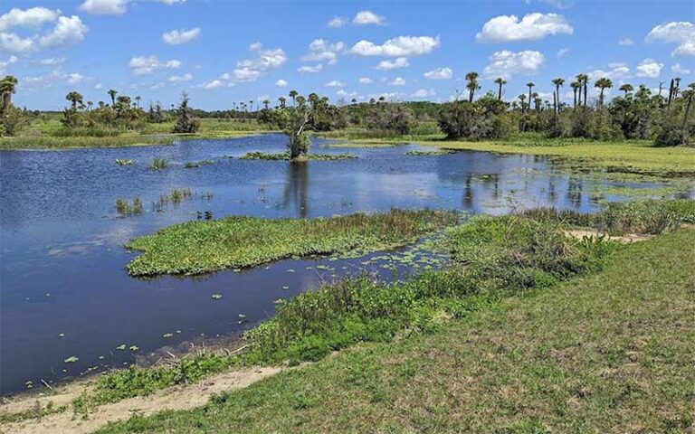 marsh with cypresses and lake at orlando wetlands christmas