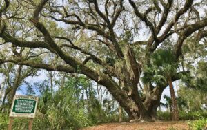 massive live oak tree with sign at lake griffin state park fruitland ocala