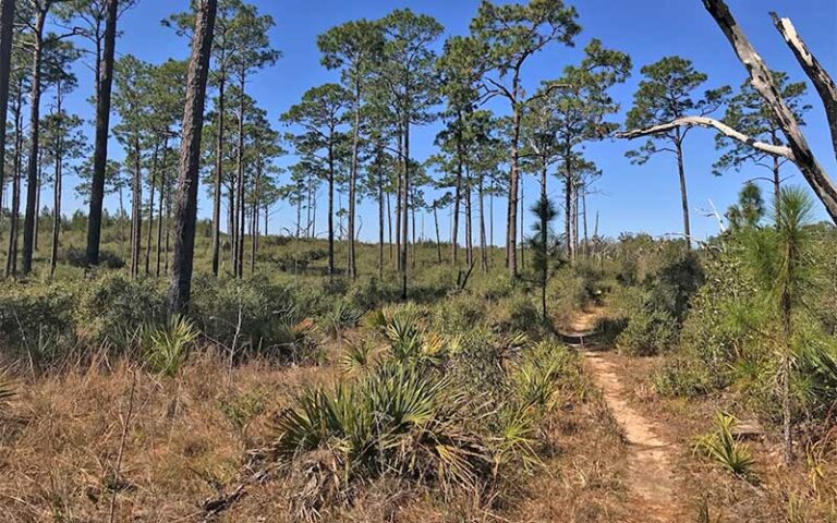 pine flatland area with path at ocala national forest