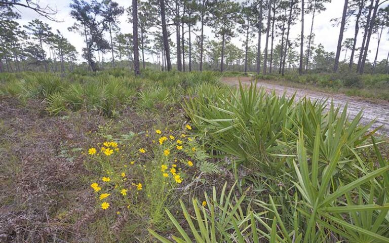 pine flatland with trail and saw palmettos at split oak forest wildlife environmental area orlando