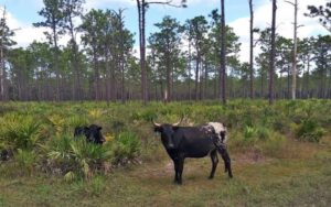 pine flatwood prairie with black cows at three lakes wildlife management area kenansville