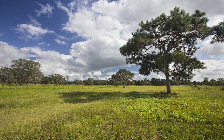 plain with grass tree and blue sky at split oak forest wildlife environmental area orlando