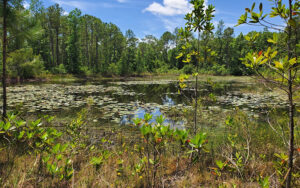 pond with lily pads and dense tree line at econ river wilderness area oviedo orlando