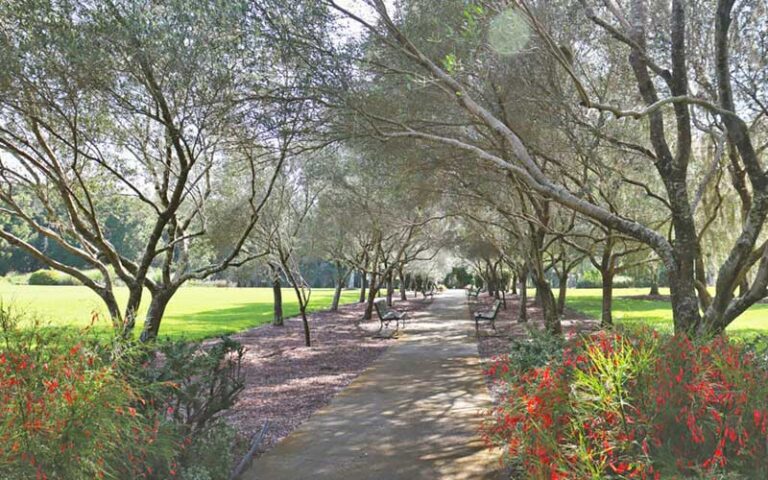 promenade pathway with rows of olive trees at sholom park ocala