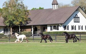 ranch house with three horses running alongside fence at gypsy gold horse farm ocala