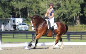 rider performing dressage on horseback at florida horse park ocala