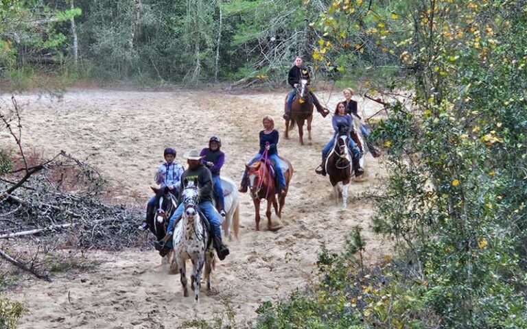 sandy area with trees and horseback riders at cactus jacks trail rides ocala