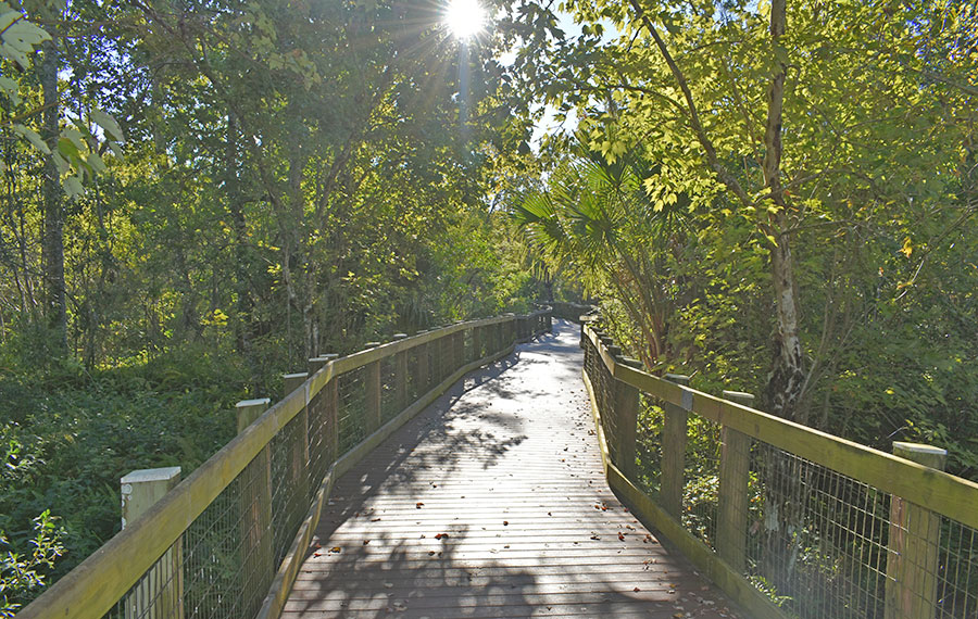 sun shining through dense shady foliage over curving boardwalk oakland nature preserve orlando