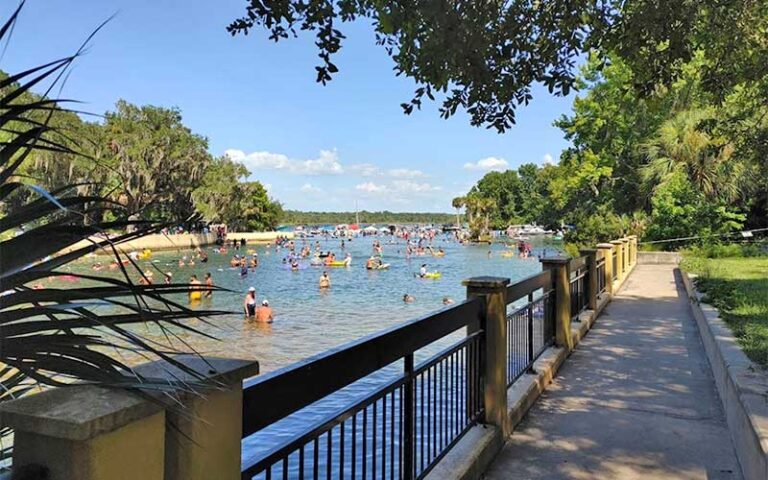 swimming crowd in springs with fenced pathway under trees at ocala national forest