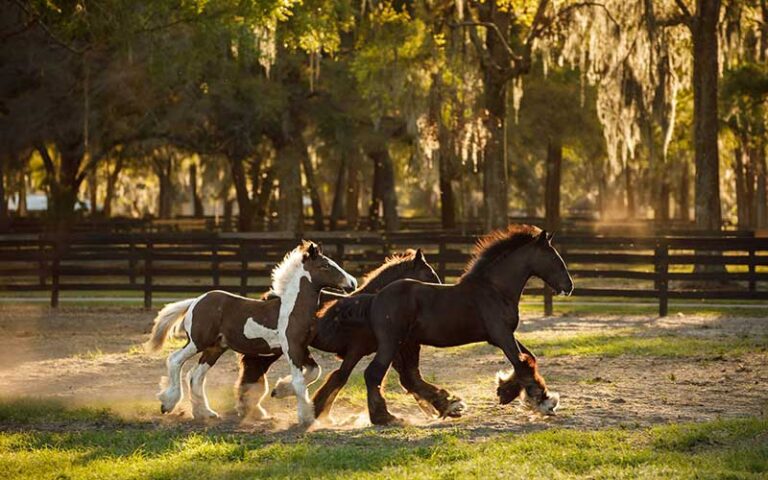 three horses running in sunny pasture at gypsy gold horse farm ocala