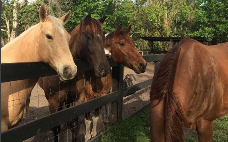 three horses with heads over fence and one grazing at hidden palms ranch sanford orlando