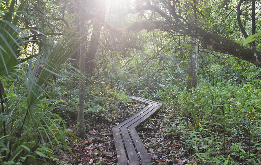 three plank board crooked foot path over swampy trail leading into dense woods with sun shining through lake griffin state park fruitland orlando