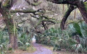 trail through dense oak hammock at lake jesup conservation area sanford orlando