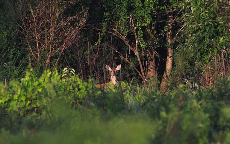 tree line with deer peeking over undergrowth at lake louisa state park clermont orlando