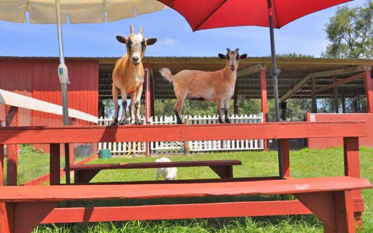 two goats on top of table with umbrellas at petting zoo ocala