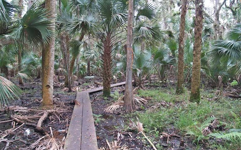 two plank path bridge over mud in palm hammock at black bear wilderness area sanford