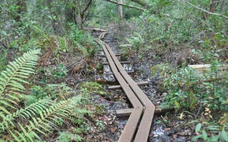 two plank walkway through swampy woods at lake griffin state park fruitland ocala