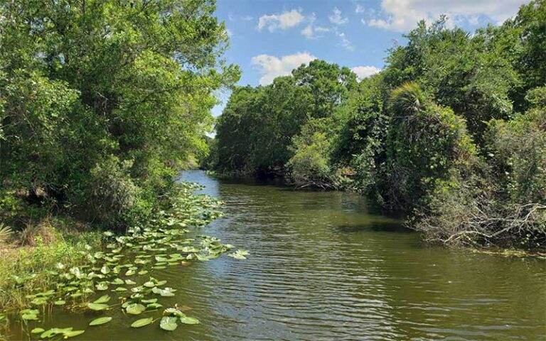 waterway through dense foliage with lily pads at three lakes wildlife management area kenansville