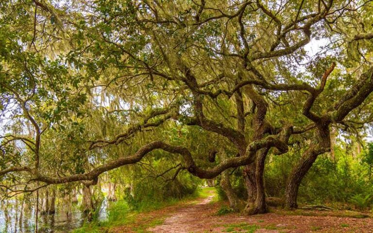 wild oak along bank of lake with many branches at lake louisa state park clermont orlando