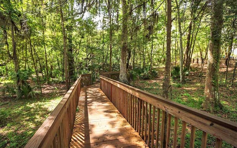 wooden boardwalk through trees at scott springs park ocala