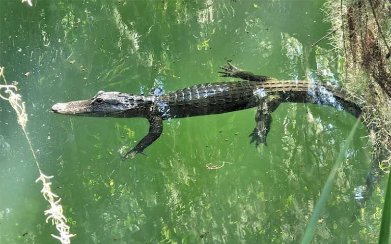 young alligator swimming in green clear water at gemini springs park debary