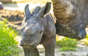 baby rhino being nudged by adult rhinos nose with green grass background busch gardens tampa bay