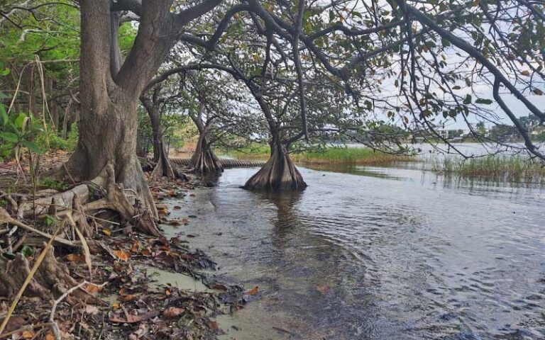 bank of lake area with cypress trees and pipeline at lake ida west park delray beach