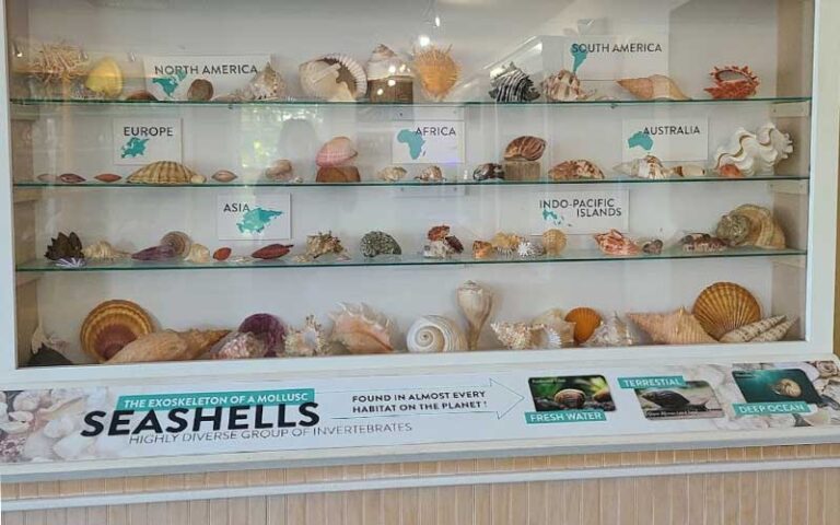 display exhibit of shells at sandoway discovery center delray beach