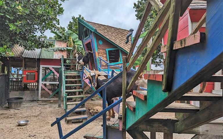 goats in play area with treehouse structures at the girls strawberry u pick delray beach