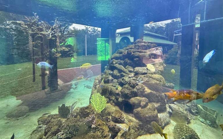 inside view of aquarium with fish and coral at gumbo limbo nature center boca raton