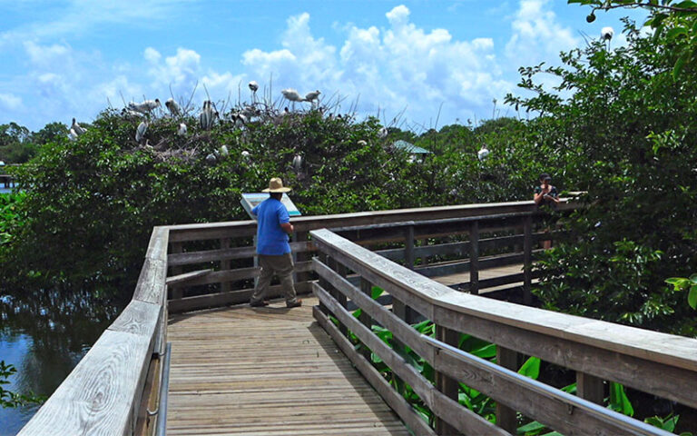 man and woman walking along boardwalk by trees with wading birds roosting at wakodahatchee wetlands delray beach