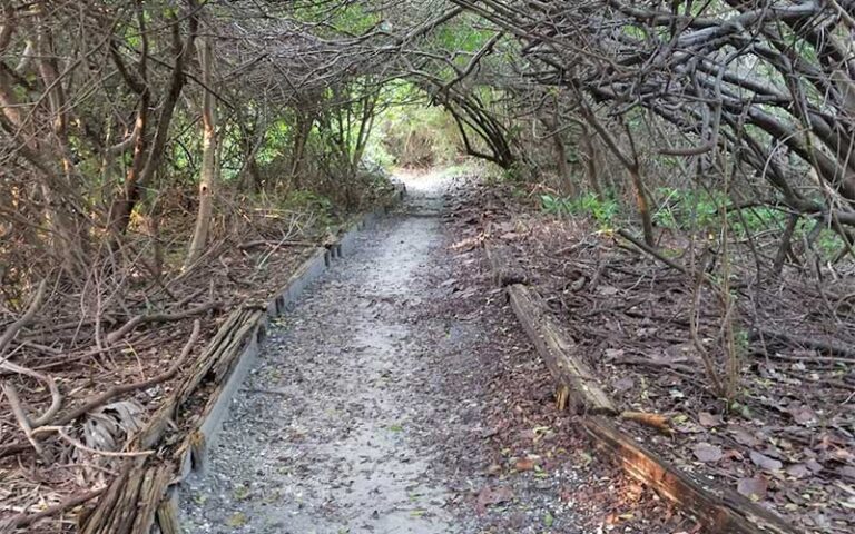 marked path through dense canopy at atlantic dunes park delray beach