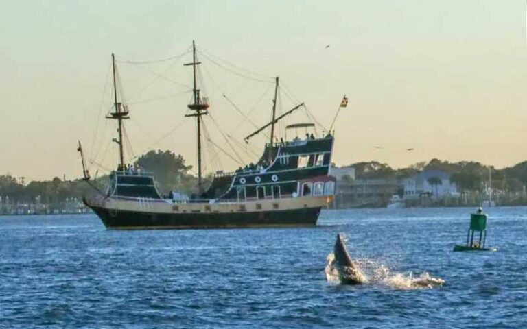 old ship on water with dolphins flipping at black raven pirate ship st augustine