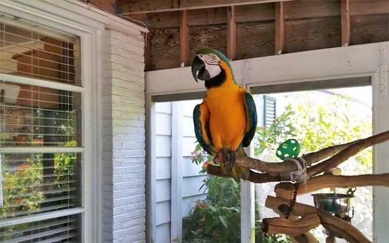 orange and green parrot on perch in patio area at sandoway discovery center delray beach