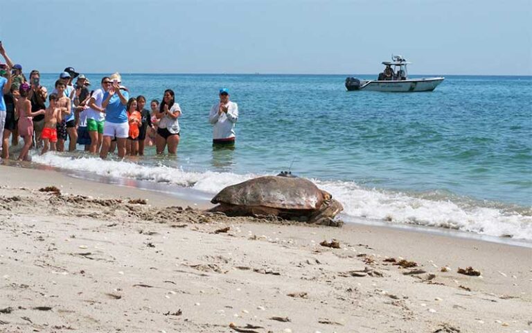 sea turtle on beach with crowd to side and boat at loggerhead marinelife center juno beach