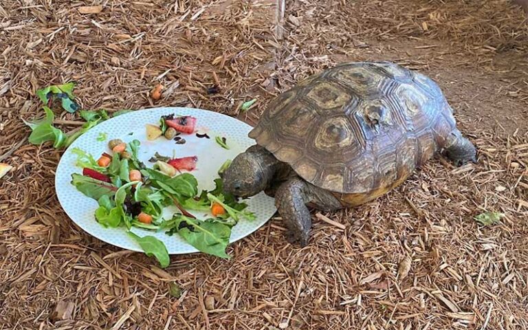 tortoise eating vegetables off plate at sandoway discovery center delray beach