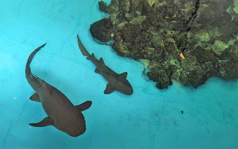 two sharks in blue water tank with coral at sandoway discovery center delray beach