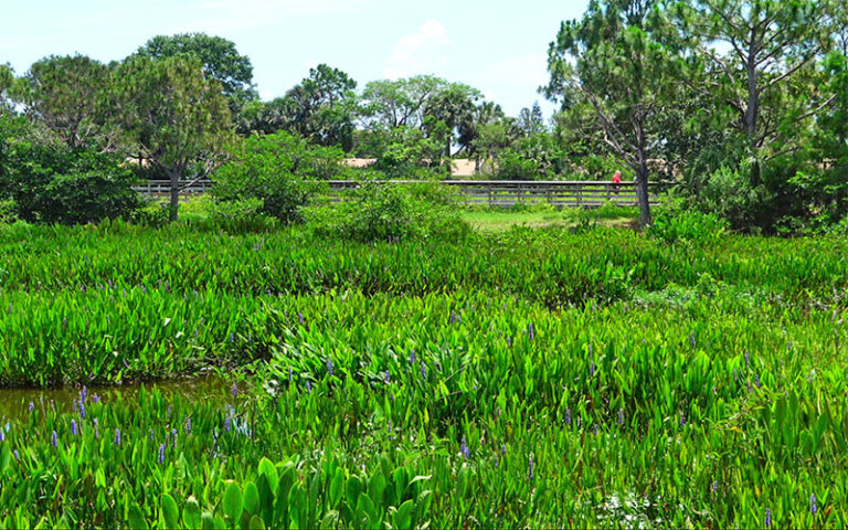 view across reedy wetlands with boardwalk at wakodahatchee wetlands delray beach