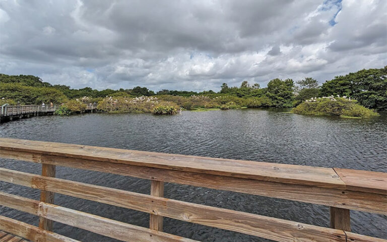 view from boardwalk of cypress trees with birds at wakodahatchee wetlands delray beach