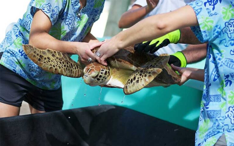 workers carrying sea turtle at loggerhead marinelife center juno beach