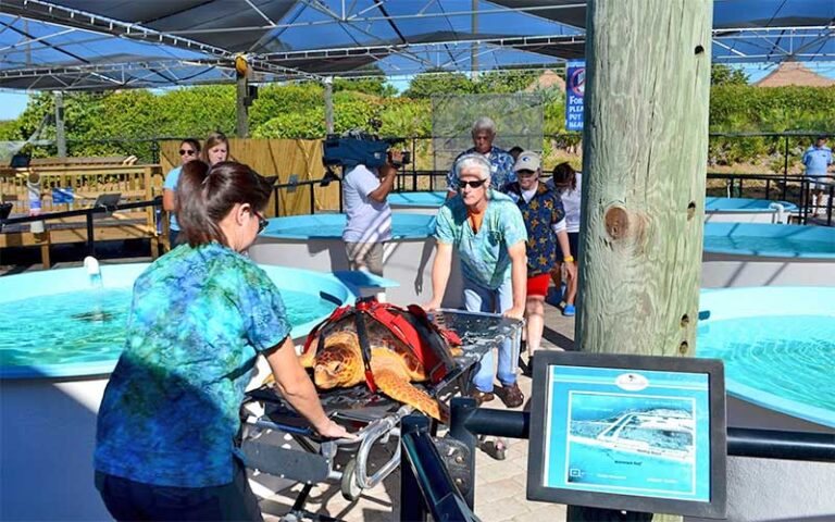 workers with turtle on gurney in covered outdoor area with tanks at loggerhead marinelife center juno beach