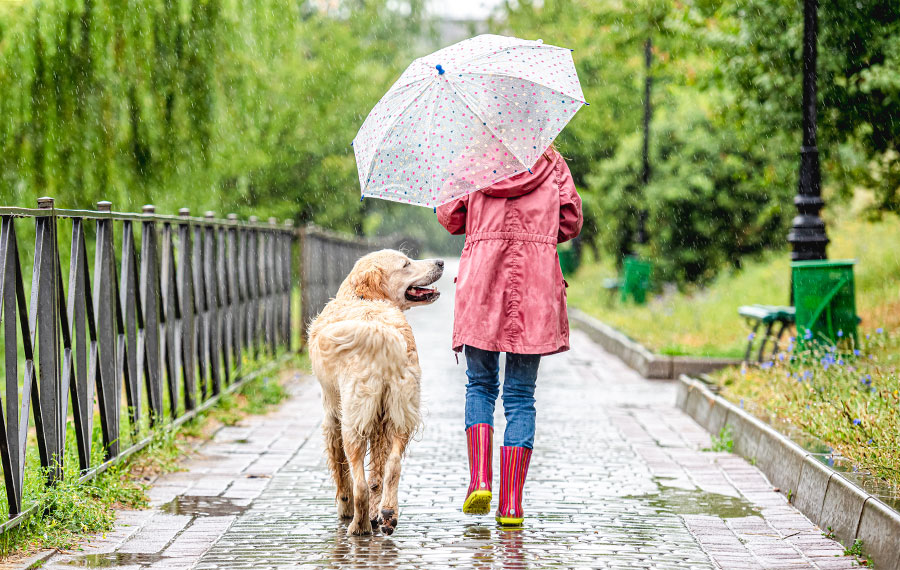 little girl with umbrella walking dog in rain along park walkway