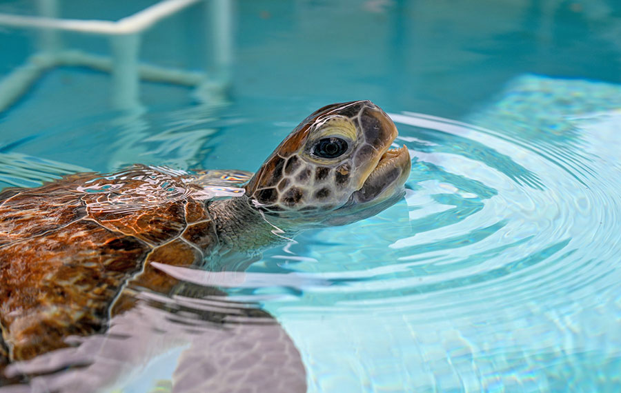 sea turtle peeping above water in aquarium tank at loggerhead marinelife center juno beach