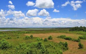 aerial tower view of wetland fields at paynes prairie preserve state park gainesville