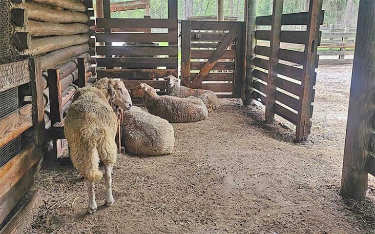 barn stable area with sheep at morningside nature center gainesville