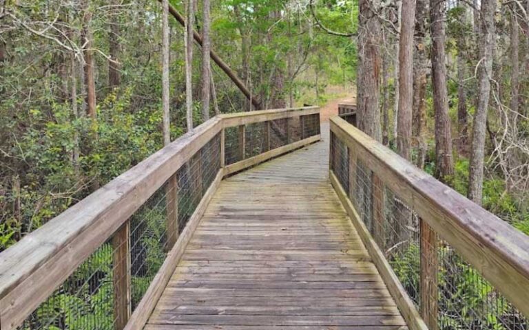 boardwalk leading into wooded scrub at morningside nature center gainesville