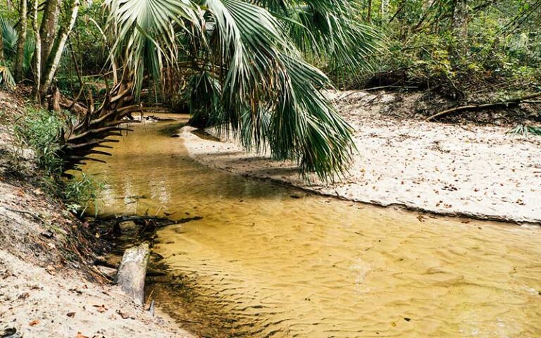 creek basin on sand with palm scrub at alfred a ring park gainesville